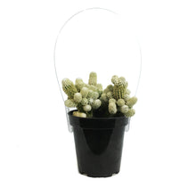Load image into Gallery viewer, Cactus, 9cm, Mammillaria Elongata Monstrose
