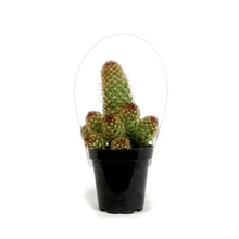 Load image into Gallery viewer, Cactus, 9cm, Mammillaria Elongata 'Julio'