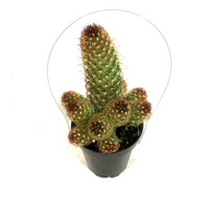 Load image into Gallery viewer, Cactus, 9cm, Mammillaria Elongata 'Julio'