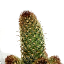 Load image into Gallery viewer, Cactus, 9cm, Mammillaria Elongata 'Julio'