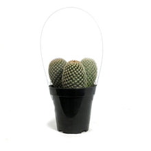 Load image into Gallery viewer, Cactus, 9cm, Mammillaria Matudae 'Thumb Cactus'