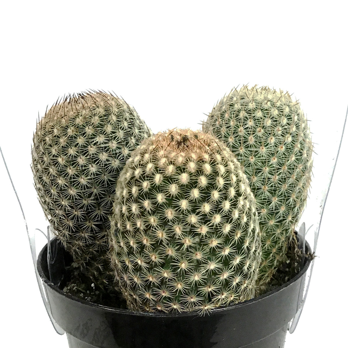thumb cactus Cactus, 9cm, Mammillaria Matudae 'Thumb Cactus' – Floral Acres Greenhouse &  Garden Centre