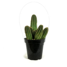 Load image into Gallery viewer, Cactus, 9cm, Echinopsis 'Ruby Starlight'