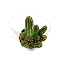Load image into Gallery viewer, Cactus, 9cm, Echinopsis 'Ruby Starlight'