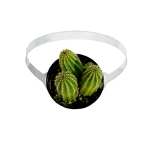 Load image into Gallery viewer, Cactus, 9cm, Echinopsis 'Mardi Gras'
