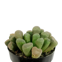 Load image into Gallery viewer, Succulent, 2in, Purple Baby Toes