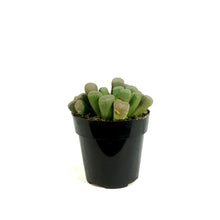 Load image into Gallery viewer, Succulent, 2in, Purple Baby Toes