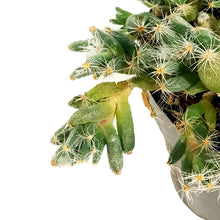 Load image into Gallery viewer, Succulent, 2in, Miniature Desert Rose