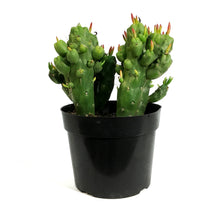 Load image into Gallery viewer, Cactus, 8in, Opuntia 'Gumbi'