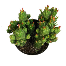 Load image into Gallery viewer, Cactus, 8in, Opuntia 'Gumbi'