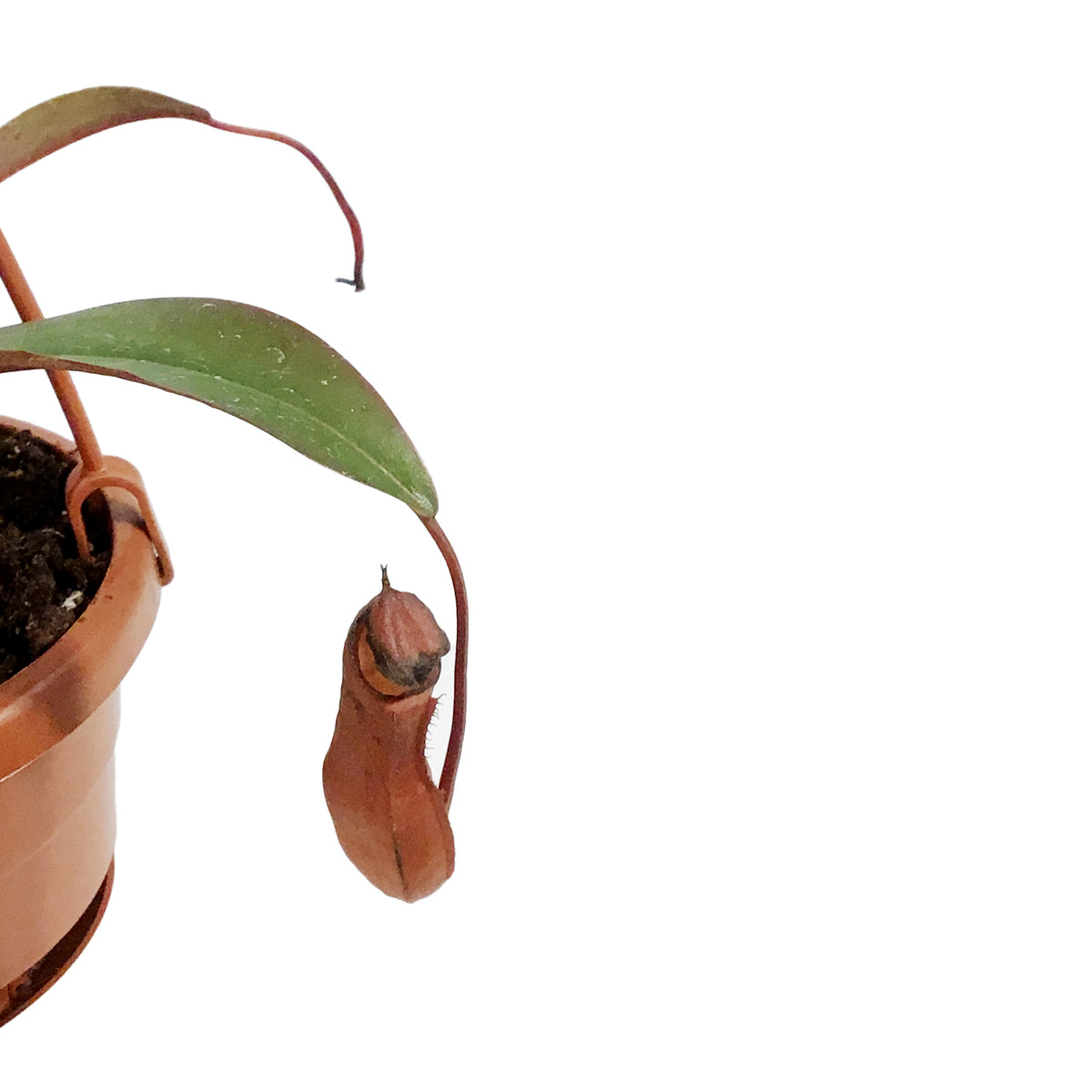 Nepenthes, 4in HB, Rebecca Soper – Floral Acres Greenhouse