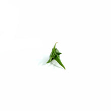 Load image into Gallery viewer, Tillandsia Circinata