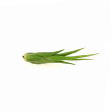 Load image into Gallery viewer, Tillandsia Circinata