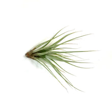 Load image into Gallery viewer, Tillandsia Fasciculata Tricolour