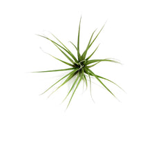 Load image into Gallery viewer, Tillandsia Fasciculata Tricolour