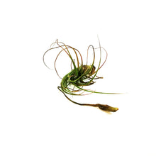 Load image into Gallery viewer, Tillandsia Oaxacana,4-5"dia