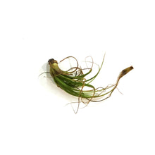 Load image into Gallery viewer, Tillandsia Oaxacana,4-5"dia