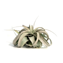Load image into Gallery viewer, Tillandsia Xerographica