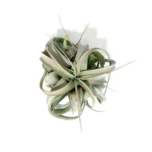Load image into Gallery viewer, Tillandsia Xerographica