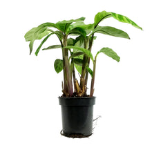 Load image into Gallery viewer, Calathea, 4in, Zebrina