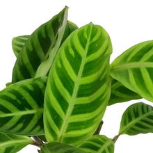 Load image into Gallery viewer, Calathea, 4in, Zebrina