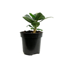 Load image into Gallery viewer, Ficus, 4in, Audrey