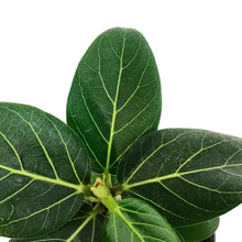 Load image into Gallery viewer, Ficus, 4in, Audrey