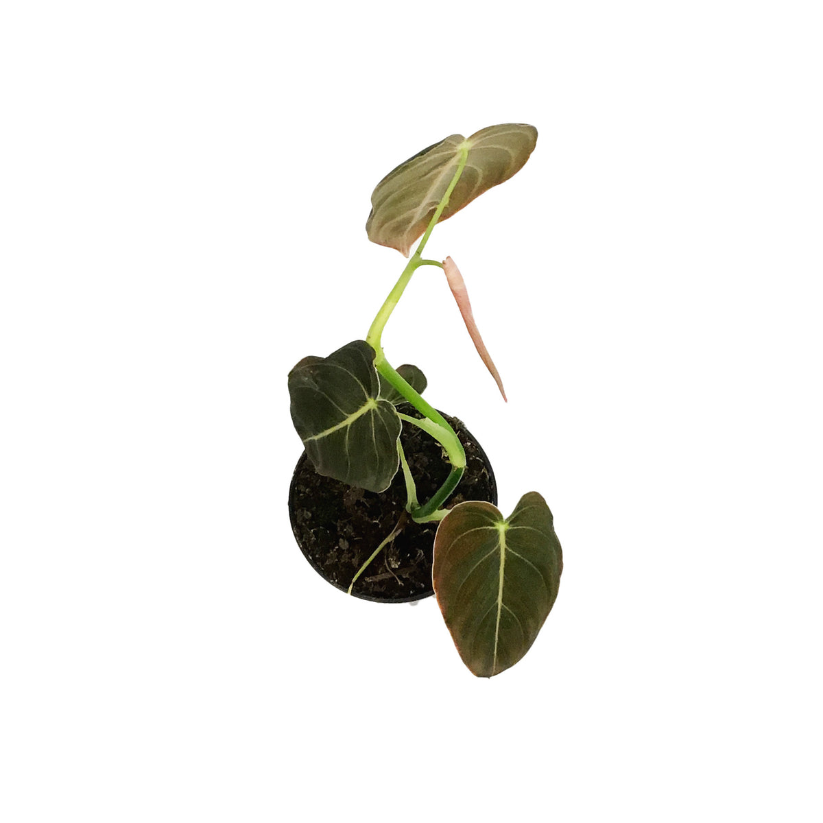 Philodendron, 4in, Andreanum – Floral Acres Greenhouse & Garden Centre