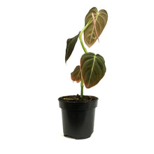 Load image into Gallery viewer, Philodendron, 4in, Andreanum