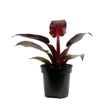 Load image into Gallery viewer, Philodendron, 4in, Red Sun