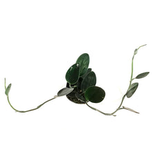 Load image into Gallery viewer, Scindapsus, 4in, Treubii Dark Form