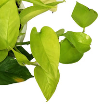 Load image into Gallery viewer, Pothos, 7.5in, Neon