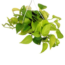 Load image into Gallery viewer, Pothos, 7.5in, Neon