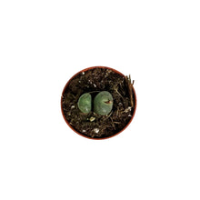 Load image into Gallery viewer, Succulent, 2in, Conophytum