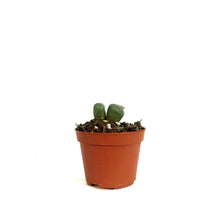 Load image into Gallery viewer, Succulent, 2in, Conophytum