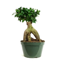 Load image into Gallery viewer, Bonsai, 8in, Ficus Ginseng Variegated
