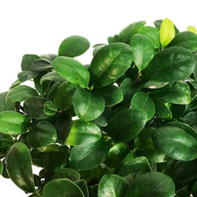 Load image into Gallery viewer, Bonsai, 8in, Ficus Ginseng Variegated