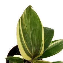 Load image into Gallery viewer, Cordyline, 4in, Miss Andrea