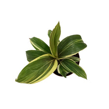 Load image into Gallery viewer, Cordyline, 4in, Miss Andrea
