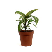 Load image into Gallery viewer, Cordyline, 4in, Miss Andrea
