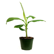 Load image into Gallery viewer, Banana, 6in, Grand Nain