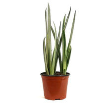 Load image into Gallery viewer, Sansevieria, 6in, Bantel's Sensation