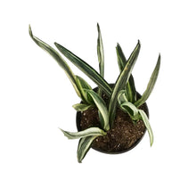 Load image into Gallery viewer, Sansevieria, 6in, Bantel's Sensation