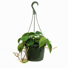 Load image into Gallery viewer, Philodendron, 8in HB, Heart Leaf