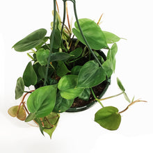 Load image into Gallery viewer, Philodendron, 8in HB, Heart Leaf