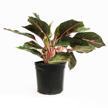 Load image into Gallery viewer, Aglaonema, 8in, Ruby