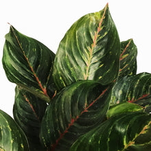 Load image into Gallery viewer, Aglaonema, 8in, Ruby