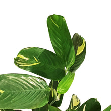 Load image into Gallery viewer, Ctenanthe, 10in, Lubbersiana Tropical Dragon