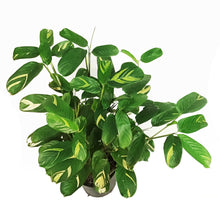 Load image into Gallery viewer, Ctenanthe, 10in, Lubbersiana Tropical Dragon