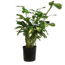 Load image into Gallery viewer, Ctenanthe, 10in, Lubbersiana Tropical Dragon